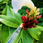 عطر ادکلن مدیترینیان هانیساکل آرین - Mediterranean Honeysuckle Aerin - بررسی، قیمت و خرید