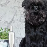 عطر ادکلن پون دو ژور سرژ لوتنز - Point Du Jour Serge Lutens - بررسی، قیمت و خرید