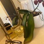 عطر ادکلن لورل کنیون، ۱۹۶۶ تین وایلد مرکوری - Laurel Canyon, 1966 Thin Wild Mercury - بررسی، قیمت و خرید