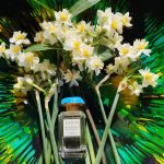 عطر ادکلن مدیترینیان هانیساکل آرین - Mediterranean Honeysuckle Aerin - بررسی، قیمت و خرید
