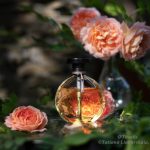 عطر ادکلن پرلرت ولنه - Perlerette Volnay - بررسی، قیمت و خرید