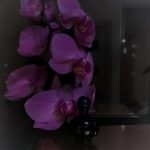 عطر ادکلن نویت دورکید ایوز روشه - Nuit d'Orchidee Yves Rocher - بررسی، قیمت و خرید