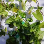 عطر ادکلن کلر دو نیلانگ لالیک - Claire de Nilang Lalique - بررسی، قیمت و خرید