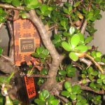 عطر ادکلن آنتیج دزینتارس - Antejs (Антей) Dzintars - بررسی، قیمت و خرید