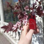 عطر ادکلن این رد ادوپرفیوم آرماند باسی - In Red EdP Armand Basi - بررسی، قیمت و خرید