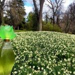 عطر ادکلن کلر دو نیلانگ لالیک - Claire de Nilang Lalique - بررسی، قیمت و خرید