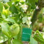 عطر ادکلن یاسمین آنژلیک آتلیر کلن - Jasmin Angélique Atelier Cologne - بررسی، قیمت و خرید