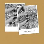 عطر ادکلن وایت امبر کرید - White Amber Creed - بررسی، قیمت و خرید