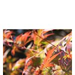 عطر ادکلن آتام باد پرفیومز - Autumn Bud Parfums - بررسی، قیمت و خرید