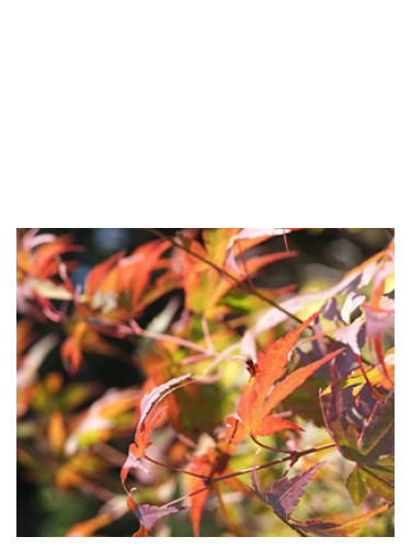 عطر ادکلن آتام باد پرفیومز - Autumn Bud Parfums - بررسی، قیمت و خرید