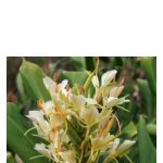 عطر ادکلن جسیکا باد پرفیومز - Jessica Bud Parfums - بررسی، قیمت و خرید