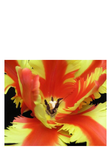عطر ادکلن جزبل باد پرفیومز - Jezebel Bud Parfums - بررسی، قیمت و خرید