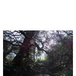 عطر ادکلن نیاد باد پرفیومز - Naiad Bud Parfums - بررسی، قیمت و خرید