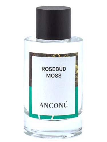 عطر ادکلن رُزباد ماس انکونو - Rosebud Moss Anconu - بررسی، قیمت و خرید