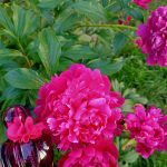 عطر ادکلن سنیورا اجمل - Senora Ajmal - بررسی، قیمت و خرید