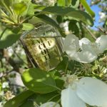 عطر ادکلن اِرلی مورنینگ بروکارد - Early Morning Brocard - بررسی، قیمت و خرید