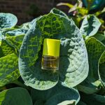 عطر ادکلن کالیکس کلینیک - Calyx Clinique - بررسی، قیمت و خرید