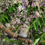 عطر ادکلن دان ما بول کاروِن - Dans Ma Bulle Carven - بررسی، قیمت و خرید