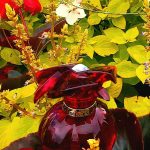 عطر ادکلن دلیسس د کارتیر او دو پرفیوم کارتیر - Delices De Cartier Eau de Parfum Cartier - بررسی، قیمت و خرید