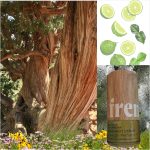 عطر ادکلن برگاموت سدر پرفیوم اویل بینگ فرنشه - Bergamot Cedar Perfume Oil Being Frenshe - بررسی، قیمت و خرید