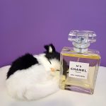 عطر ادکلن شنل نامبر فایو او پرمیر شنل - Chanel No 5 Eau Premiere (2015) Chanel - بررسی، قیمت و خرید