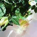 عطر ادکلن اِرلی مورنینگ بروکارد - Early Morning Brocard - بررسی، قیمت و خرید