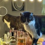 عطر ادکلن گابریل اسنس شانل - Gabrielle Essence Chanel - بررسی، قیمت و خرید