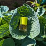 عطر ادکلن کالیکس کلینیک - Calyx Clinique - بررسی، قیمت و خرید