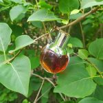 عطر ادکلن وانتد گرل آزارو - Wanted Girl Azzaro - بررسی، قیمت و خرید
