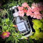 عطر ادکلن کُوچ دریمز کُوچ - Coach Dreams Coach - بررسی، قیمت و خرید