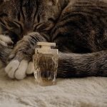 عطر ادکلن لا پانتر او دو پرفیوم ادیشن لیمیتد ۲۰۲۱ کارتیر - La Panthère Eau de Parfum Edition Limitée 2021 Cartier - بررسی، قیمت و خرید