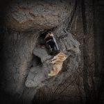 عطر ادکلن اکورد بویز اجمل - Accord Boise Ajmal - بررسی، قیمت و خرید