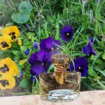 عطر ادکلن اسپلندیدا آیریس دور بولگاری - Splendida Iris d'Or Bvlgari - بررسی، قیمت و خرید
