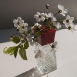 عطر ادکلن هانامی آنیایک - Hanami Annayake - بررسی، قیمت و خرید