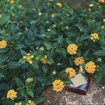عطر ادکلن پلامریا دی اوریس اریج لدوره - Plumeria de Orris Areej Le Doré - بررسی، قیمت و خرید