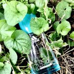عطر ادکلن پیور لایتنس آدیداس - Pure Lightness Adidas - بررسی، قیمت و خرید