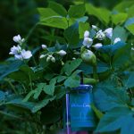 عطر ادکلن یاسمین آنژلیک آتلیر کلن - Jasmin Angélique Atelier Cologne - بررسی، قیمت و خرید