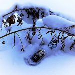 عطر ادکلن ماسک کشمیر عطار کالکشن - Musk Kashmir Attar Collection - بررسی، قیمت و خرید