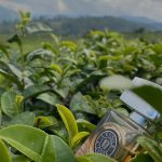 عطر ادکلن لِتوال آرته پروفومی - L'Etoile Arte Profumi - بررسی، قیمت و خرید