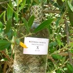 عطر ادکلن پارکو پالادیانو ایکس: اولیو بوتگا ونیتا - Parco Palladiano X: Olivo Bottega Veneta - بررسی، قیمت و خرید