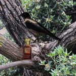 عطر ادکلن سی فور ومن گرین فلورال وید اسکاتیش هیثر کلیو کریستین - C for Women Green Floral With Scottish Heather Clive Christian - بررسی، قیمت و خرید