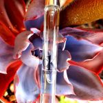 عطر ادکلن سی کی اوری وان ادو تویلت کالوین کلاین - CK Everyone Eau de Toilette Calvin Klein - بررسی، قیمت و خرید
