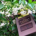 عطر ادکلن شیدز وود آرماف - Shades Wood Armaf - بررسی، قیمت و خرید