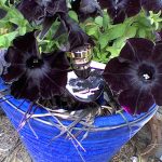 عطر ادکلن ژاسمین نویر ل اسنس بولگاری - Jasmin Noir L’Essence Bvlgari - بررسی، قیمت و خرید