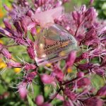 عطر ادکلن دوس فوت شریه پارفوم - Douce Faute Charrier Parfums - بررسی، قیمت و خرید
