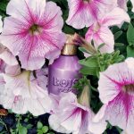 عطر ادکلن لا وانیلیا بویس ۱۹۲۰ - La Vaniglia Bois 1920 - بررسی، قیمت و خرید