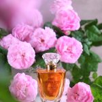 عطر ادکلن ‌وانس آپان اِ تایم فایربلوم بروکارد - Once Upon A Time Firebloom Brocard - بررسی، قیمت و خرید