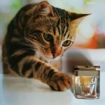 عطر ادکلن لا پانتره کارتیر - La Panthere Cartier - بررسی، قیمت و خرید