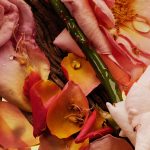 عطر ادکلن دی‌دریم آو اِ رز گاردِن بای فار - Daydream of a Rose Garden By Far - بررسی، قیمت و خرید
