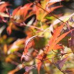 عطر ادکلن آتام باد پرفیومز - Autumn Bud Parfums - بررسی، قیمت و خرید